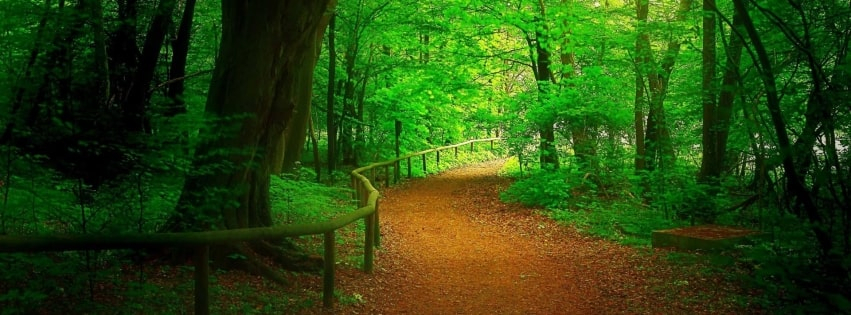 TimelineCovers.pro_bosque-green-forest-path-facebook-cover